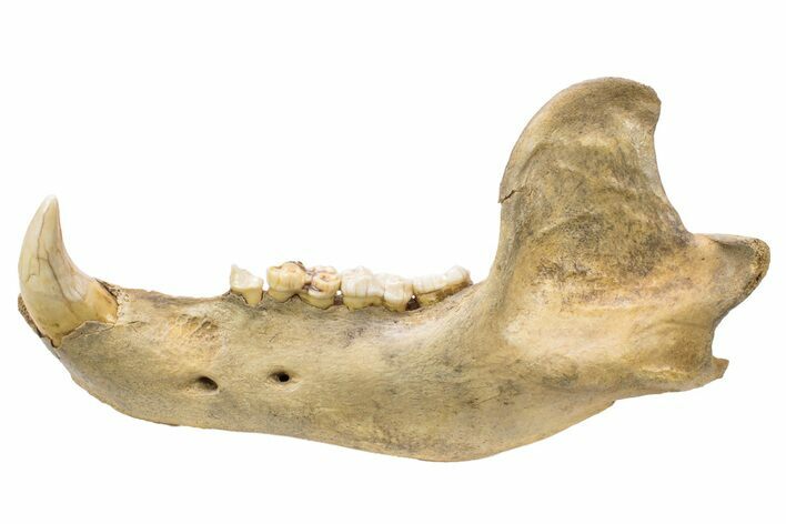 Fossil Cave Bear (Ursus spelaeus) Lower Jaw - Romania #240196
